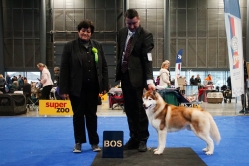 Shelby CACIB Brno 25.01.2026